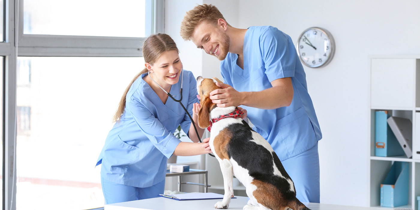 veterinary assistant with a dog on an exam table