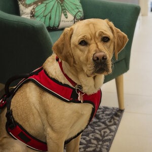 Registered therapy dog Ruby, a yellow lab